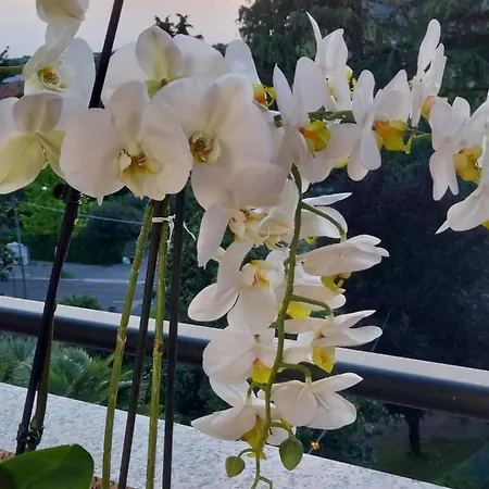 Orchidea * Monfalcone