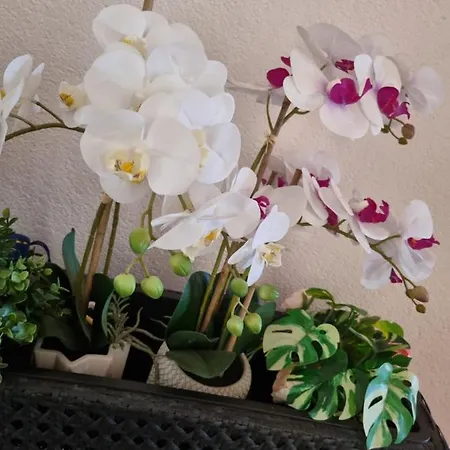 Orchidea Apartamento